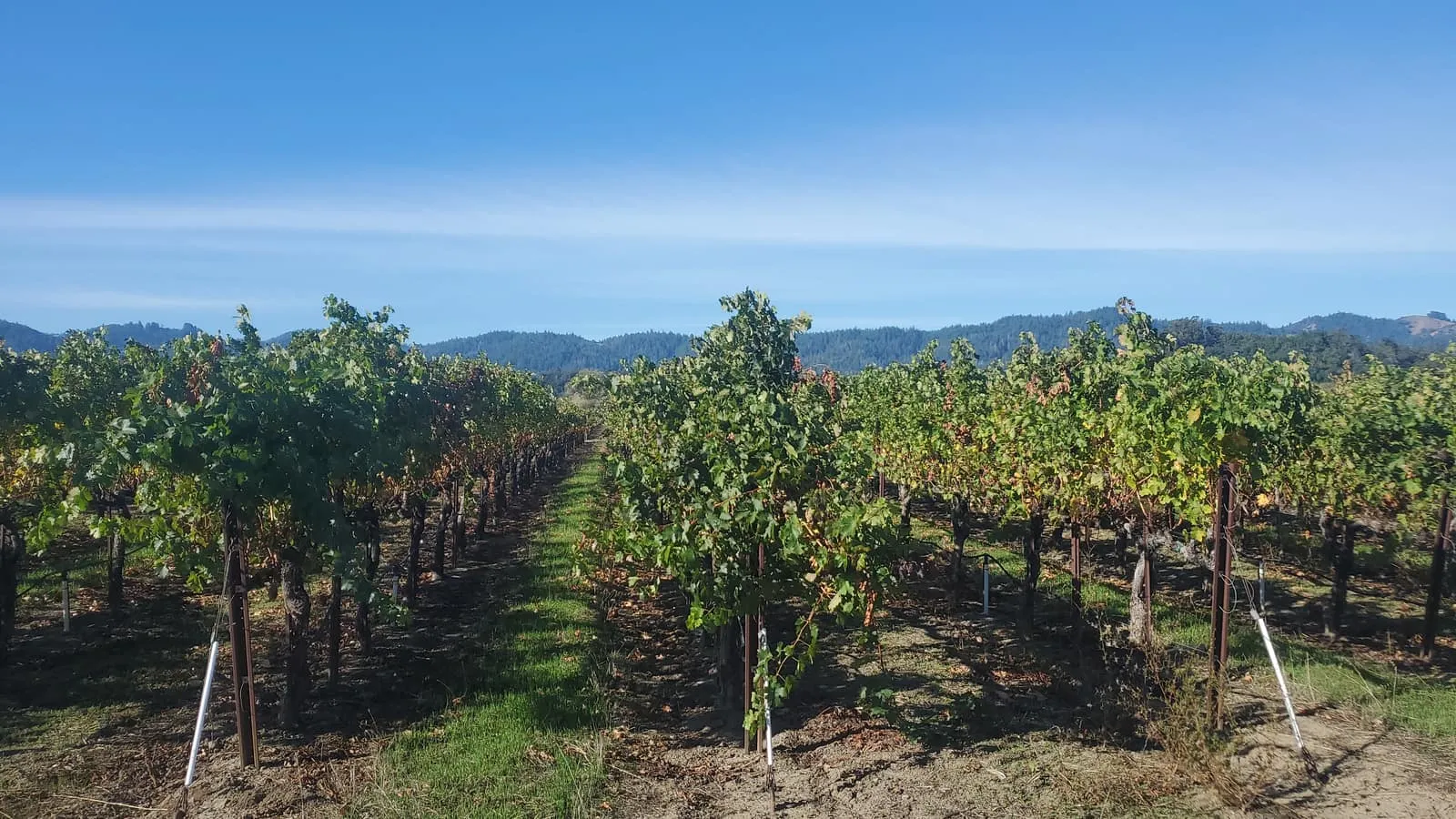 Rows of a working vineyard below green hills on a protected preserve