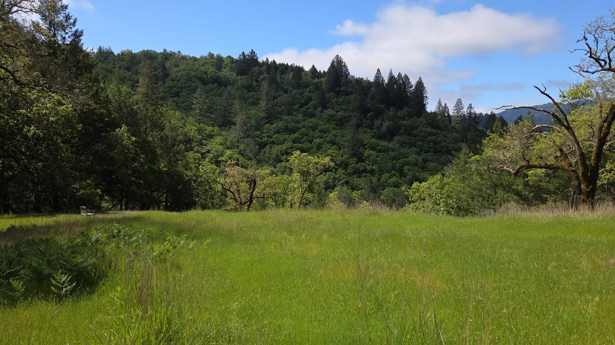 A green meadow below a forested hillside at a GSLC-protected preserve