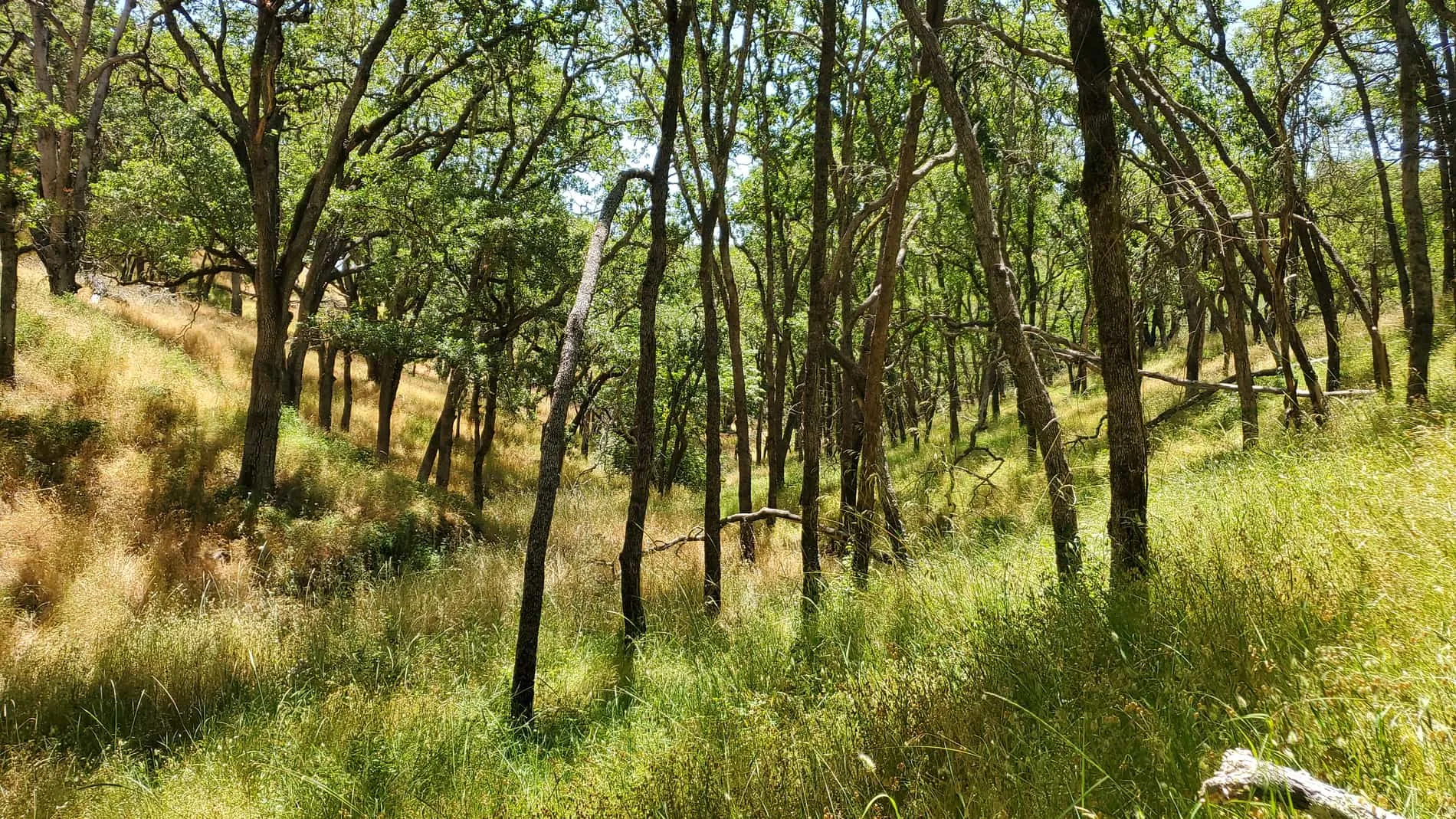 Backlit oaks with a green understory at a GSLC-protected preserve