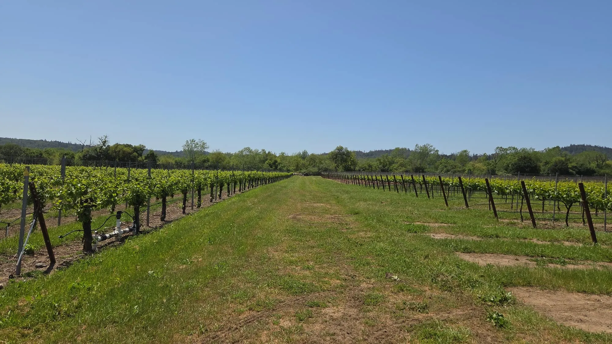 Rows of a working vineyard below green hills at a GSLC-protected property