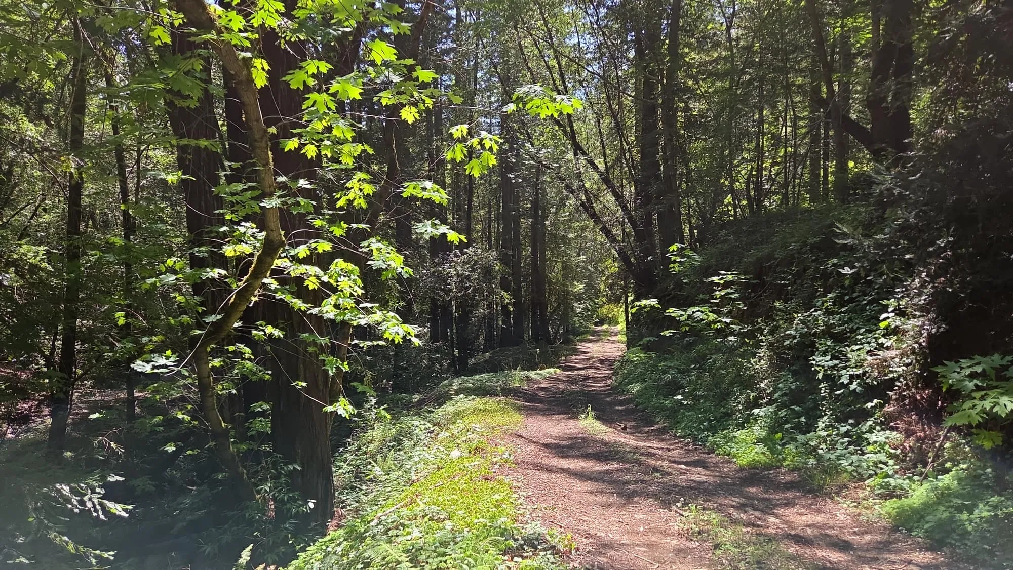 A sunlit trail through a green forest at a GSLC-protected preserve