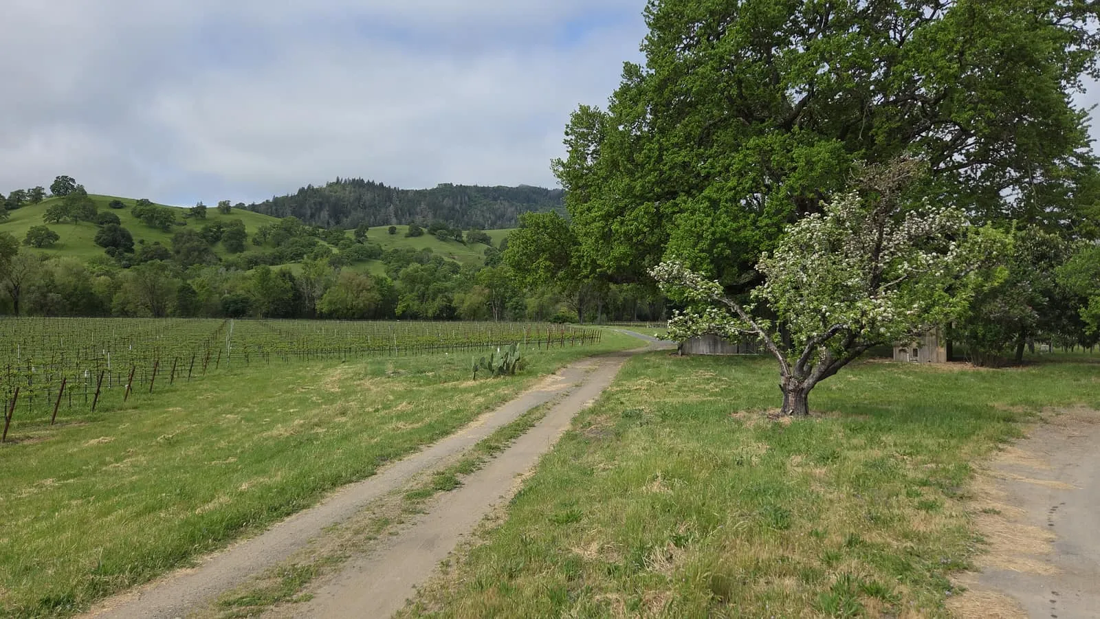 A ranch lane running past a vineyard and old oak on a protected property