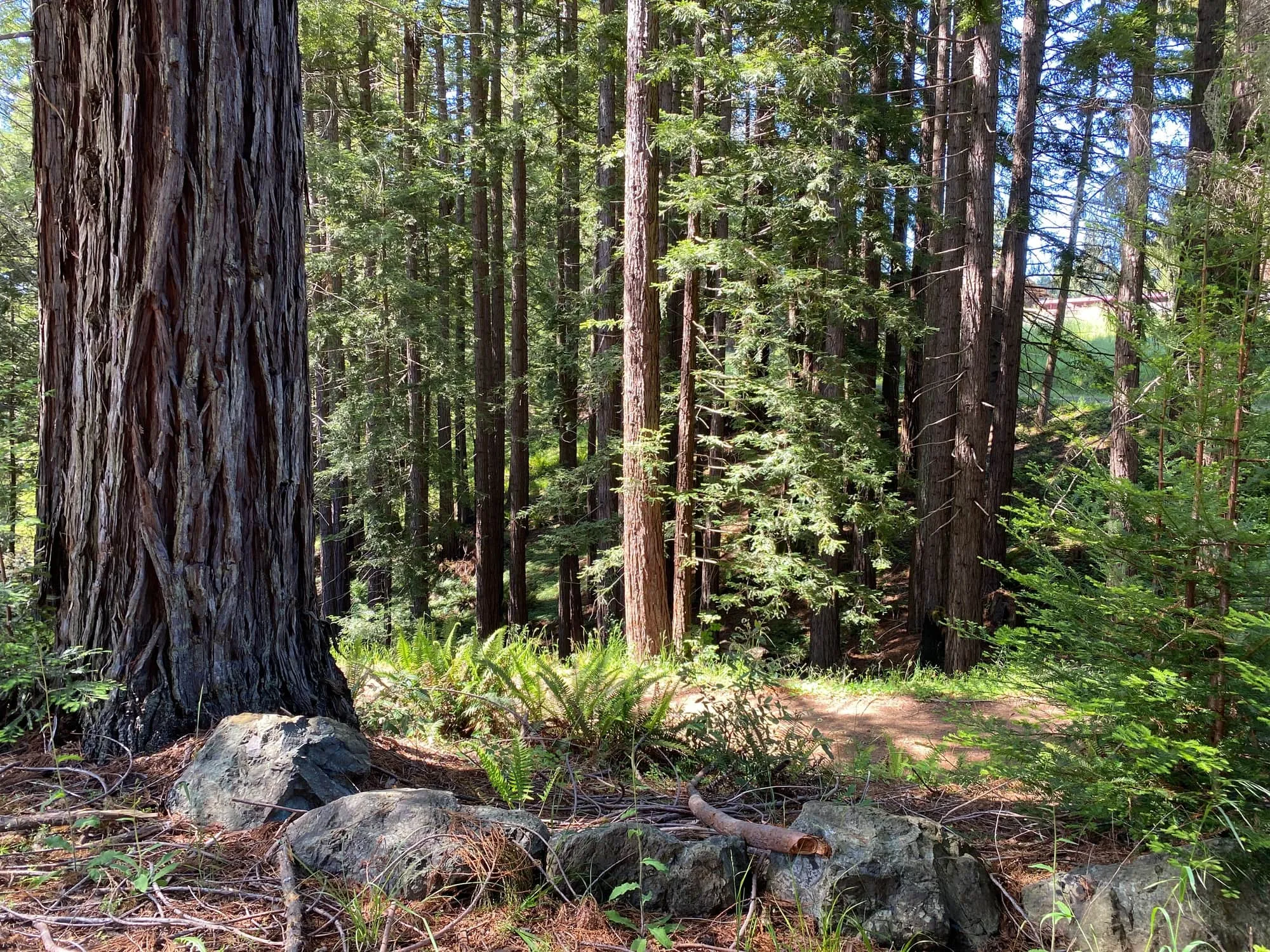 The interior of a coast redwood forest at a GSLC-protected preserve