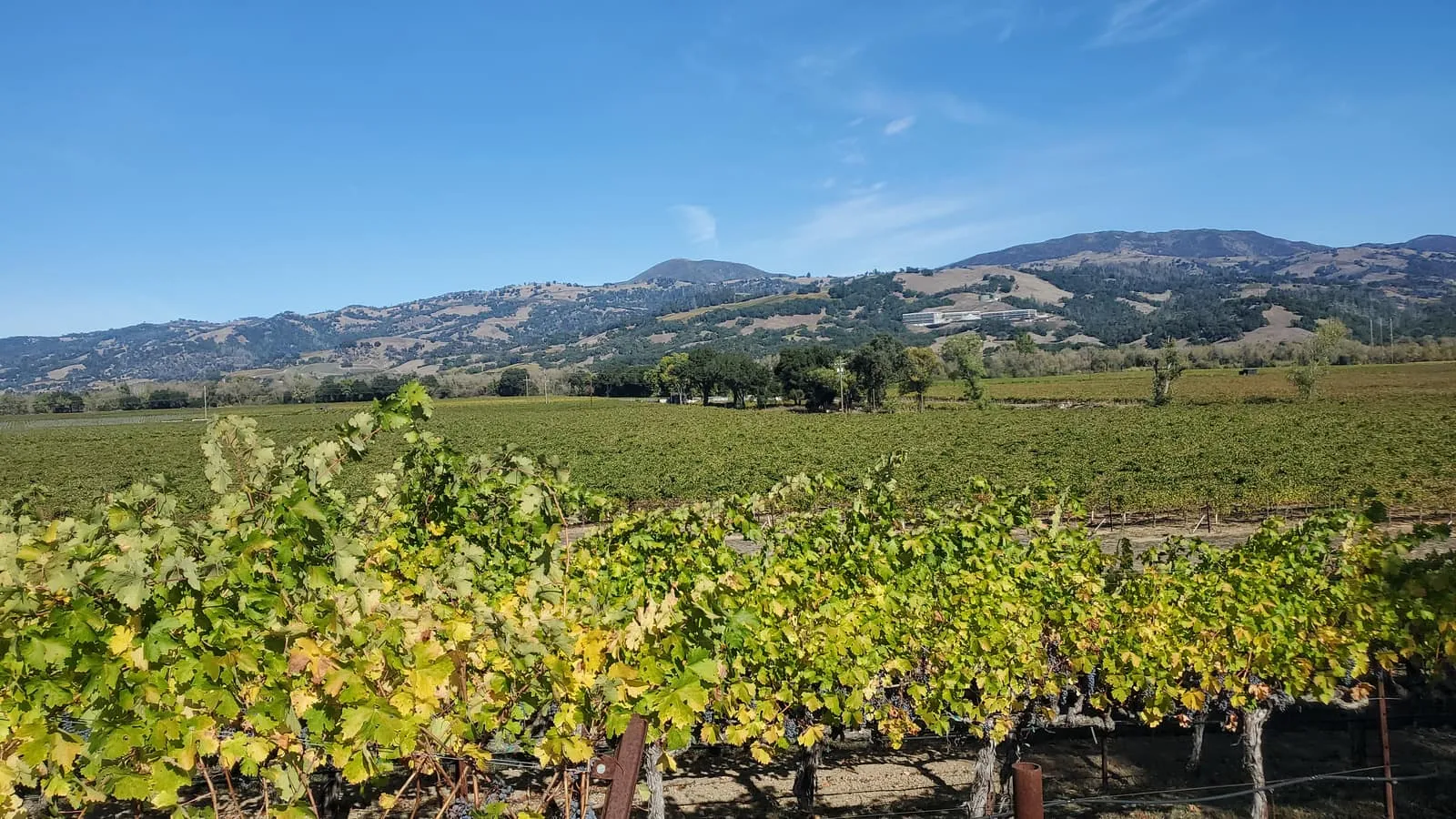 Rows of established grapevines below green hills on a GSLC-protected property