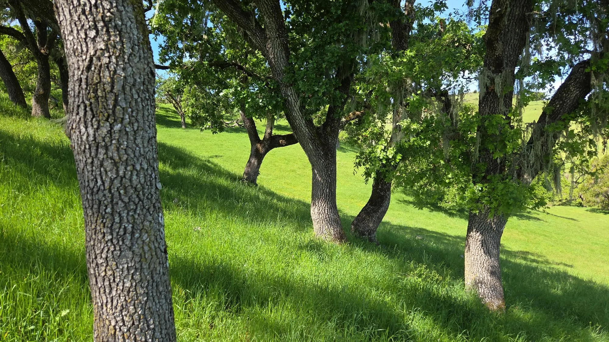 Sunlit oak woodland over green grass at a GSLC-protected preserve