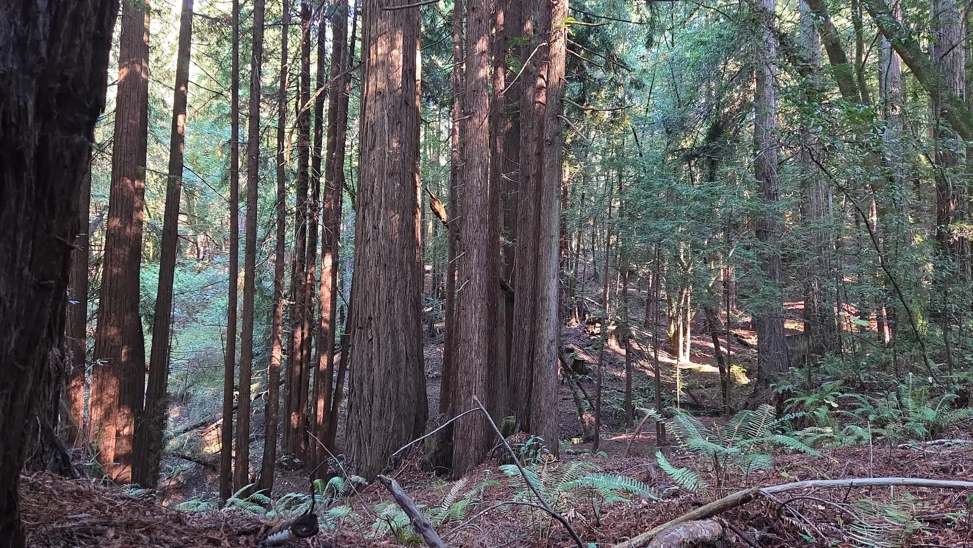 Tall coast redwoods and ferns in a GSLC-protected grove