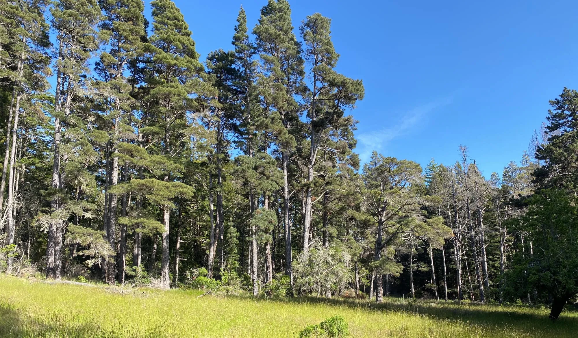 A bright green meadow ringed by tall conifers at a GSLC-protected preserve