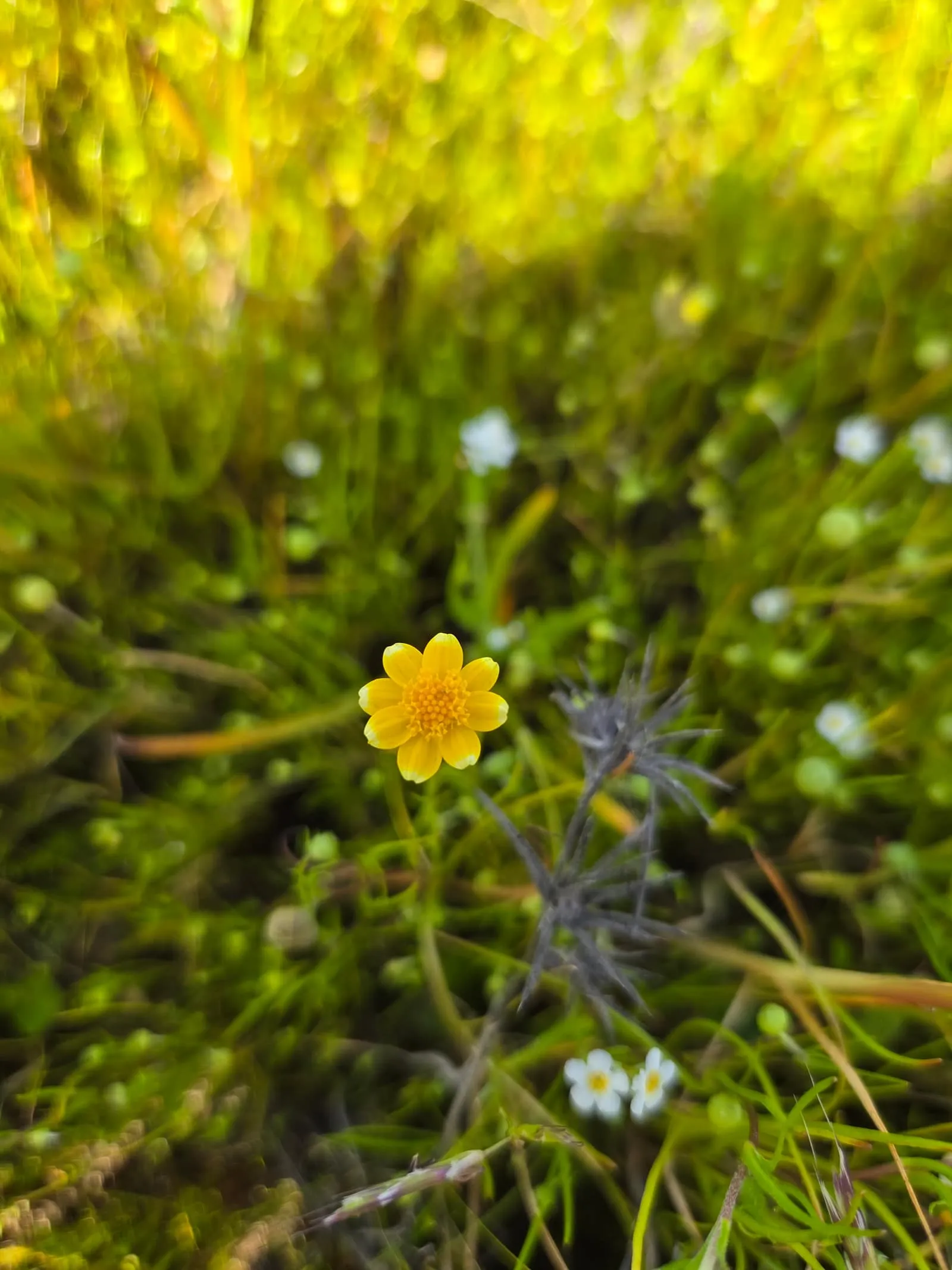 A native yellow wildflower blooming amid green growth on a protected preserve