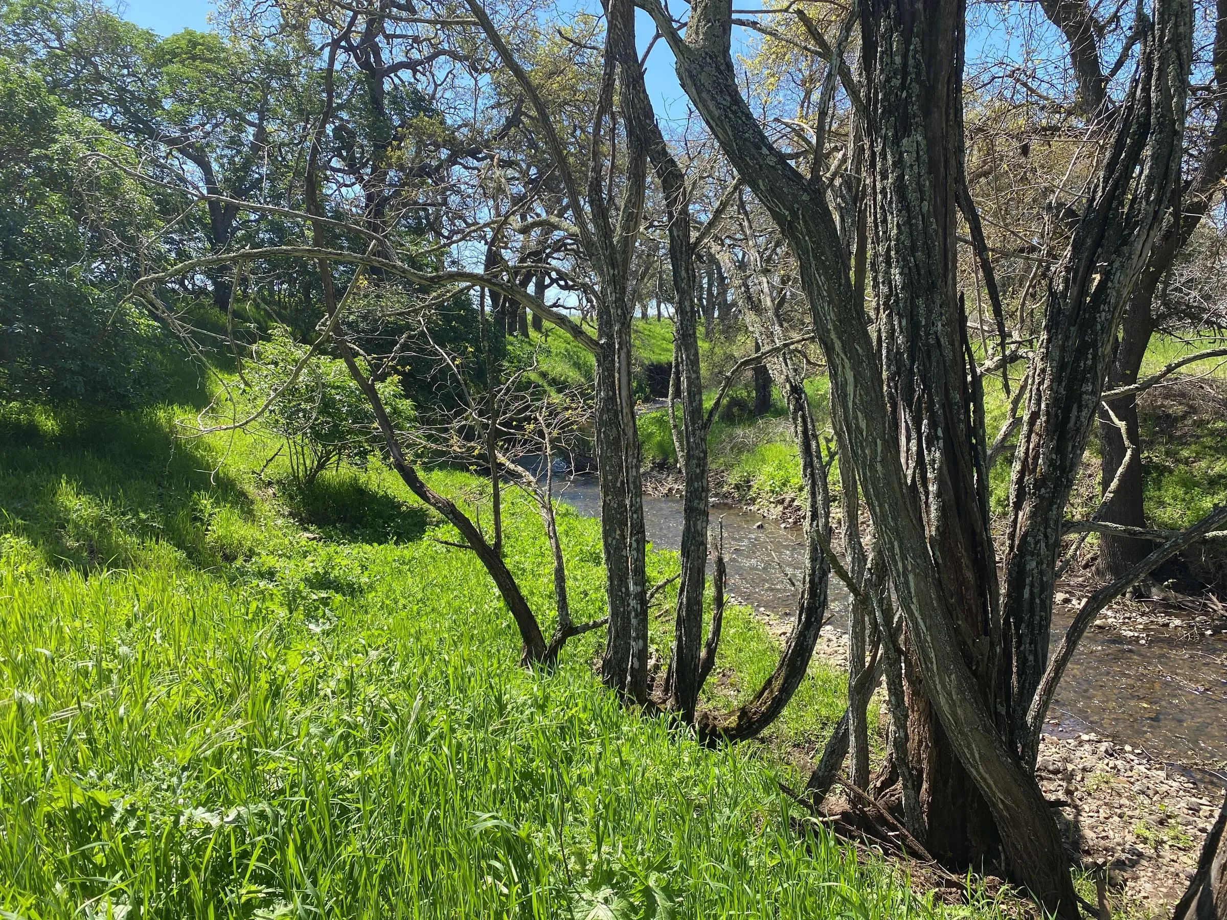 A spring-fed creek running through a green, oak-lined GSLC preserve