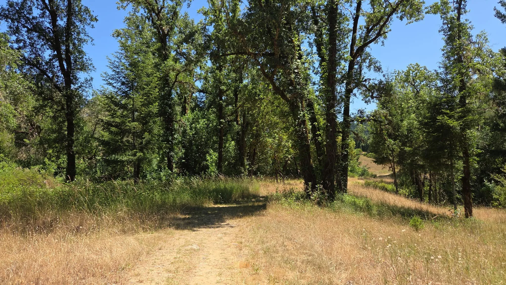 An oak-lined trail through a green GSLC-protected preserve