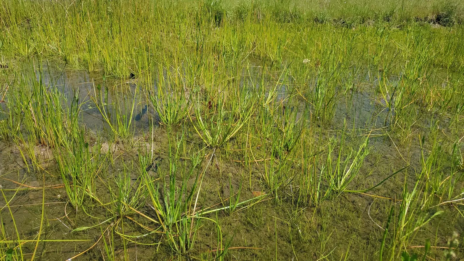 Seasonal wetland grasses standing in shallow water on a protected preserve