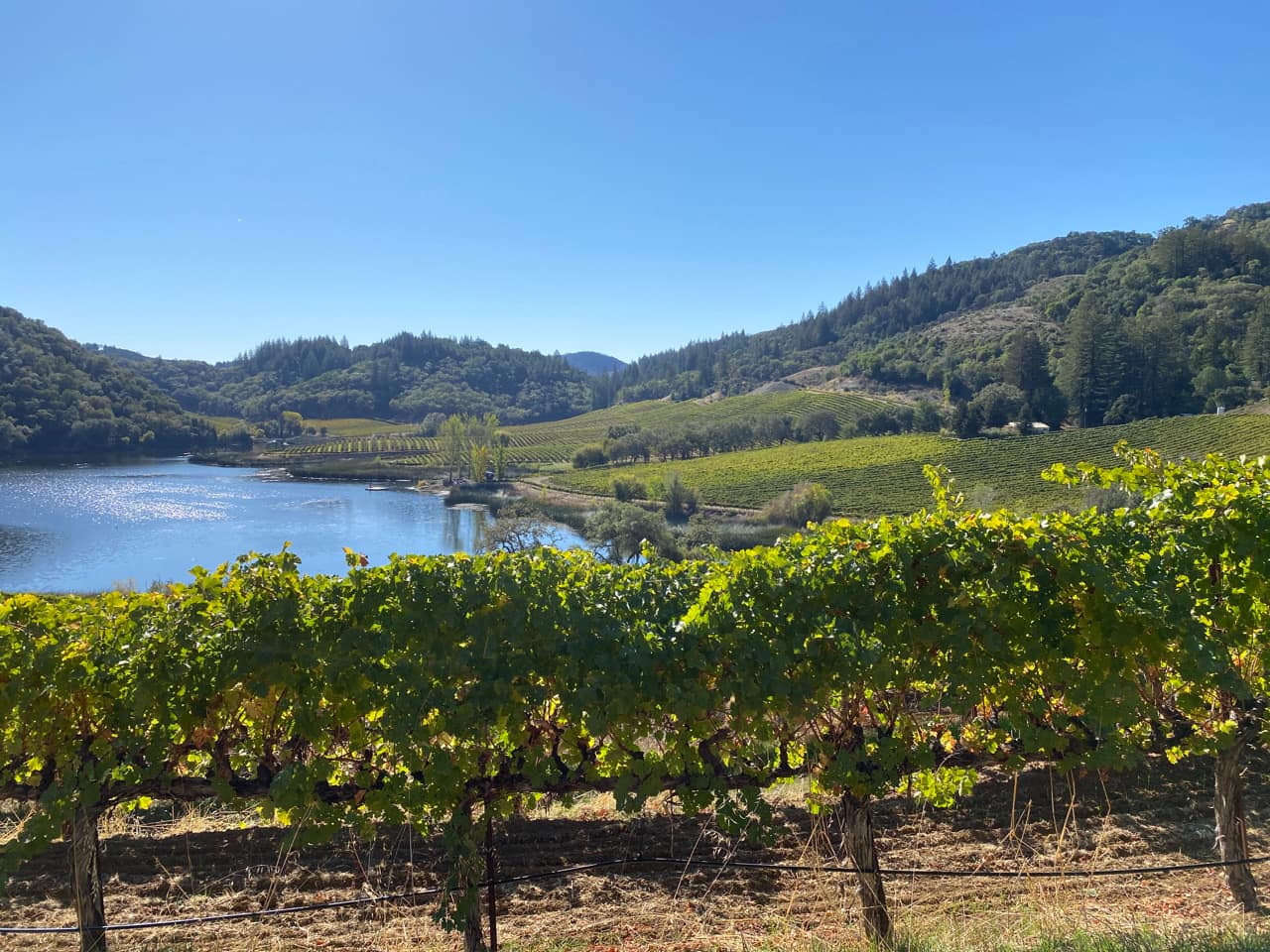 A working vineyard above a reservoir, ringed by green hills, on a GSLC-protected property