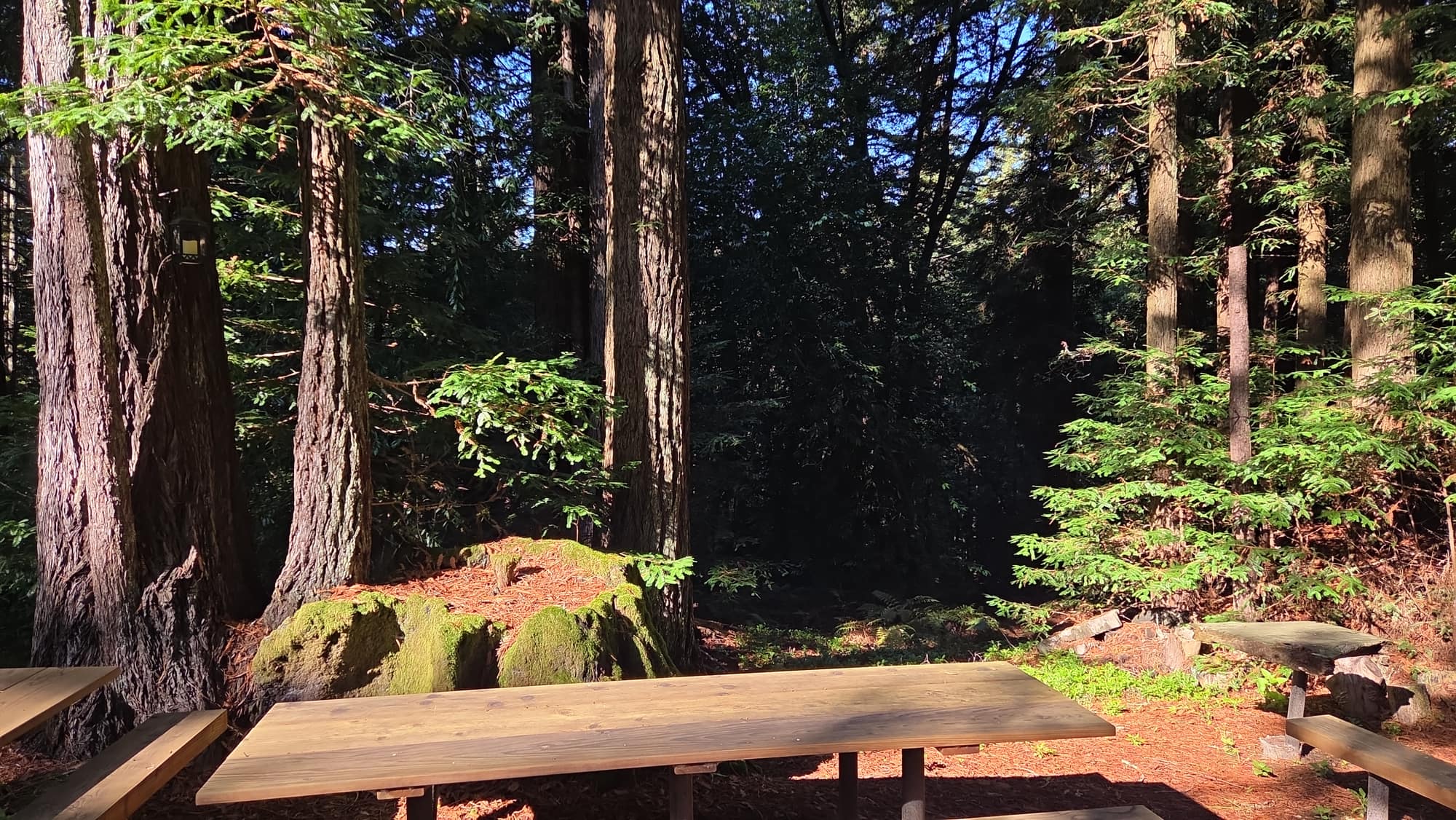 Sunlight through a coast redwood grove at a GSLC-protected preserve